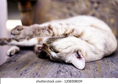 Relaxed domestic cat at home, Grey tabby cat - Shutterstock ID 1208308039