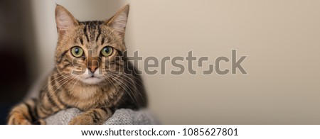 Relaxed domestic cat at home, indoor
