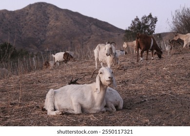 Relaxed Goats in a Scenic Landscape. A group of goats rest peacefully on a grassy hillside, surrounded by breathtaking landscape.  - Powered by Shutterstock