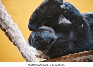 Relaxed Gorilla Resting on a Tree Trunk. A close-up image of a gorilla lying on its back, comfortably resting on a tree trunk. The gorilla’s expression is calm and contemplative. - Powered by Shutterstock