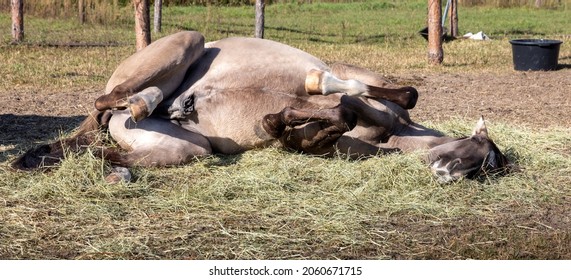 Relaxed horse lying belly up in hay pile. Funny Lusitano horse resting on the ground.
