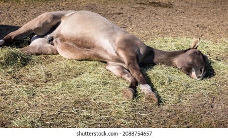 Relaxed horse lying belly up in hay pile. Funny Lusitano horse resting on the ground.