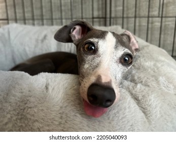 Relaxed Italian Greyhound Sticking Her Tongue Stock Photo 2205040093 ...