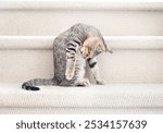 Relaxed kitten grooming itself while sitting in staircase. Side view of kitty cat licking body. Healthy skin and grooming behavior. 13 weeks old, female short hair cat, ticked tabby. Selective focus