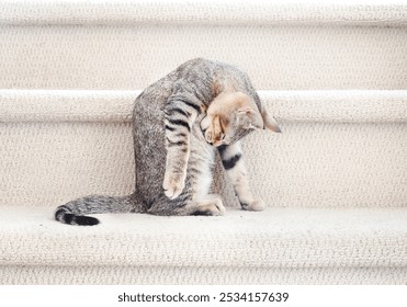 Relaxed kitten grooming itself while sitting in staircase. Side view of kitty cat licking body. Healthy skin and grooming behavior. 13 weeks old, female short hair cat, ticked tabby. Selective focus - Powered by Shutterstock