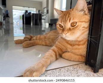Relaxed orange tabby cat lies on glossy floor, gazing into distance in bright living room - Powered by Shutterstock
