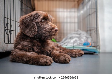 Relaxed puppy dog in front of crate or dog kennel. Side profile of cute Labradoodle puppy lying while looking sideways. Crate training puppy dog. 2 months old female Labradoodle. Selective focus.