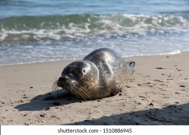 Relaxed Seal On Beach Skagen Denmark Stock Photo 1510886945 | Shutterstock