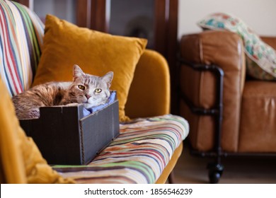 Relaxed senior cat in a real home, looking at camera, resting on a cushion in a cardboard box on a sofa. Rustic house by day.