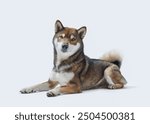 Relaxed Shiba Inu lying down and resting, isolated on white background, dog breeds and pet care concept