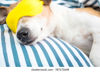 Relaxed Sleeping Pet In Cozy Comfortable Striped Bed. Sleep Well