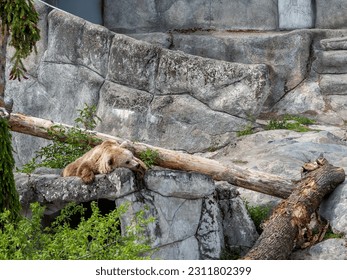 Relaxed and sleepy brown bear on a rock in zoo environment - Shutterstock ID 2311802399