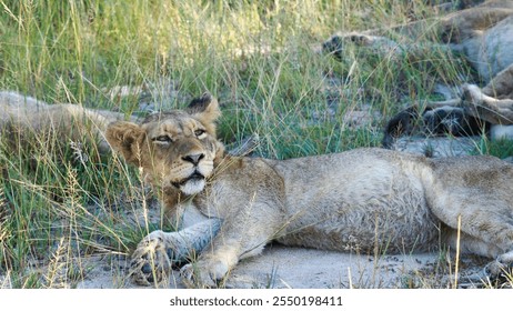 Relaxed and Sleepy Young Lion Resting in the Grassy Plains of a Game Reserve close to Kruger National Park in South Africa, Showcasing the Majesty of Endangered African Wildlife on Safari        - Powered by Shutterstock