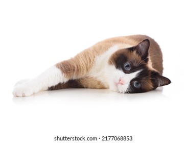 Relaxed snowshoe cat lying isolated on white background and looking to the camera - Shutterstock ID 2177068853