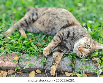 A relaxed tabby cat is lying on its side on the grass, basking in the warm sunlight.The cat's green eyes are partially open. Its fur has a mix of brown, black, and and gray stripes. - Powered by Shutterstock