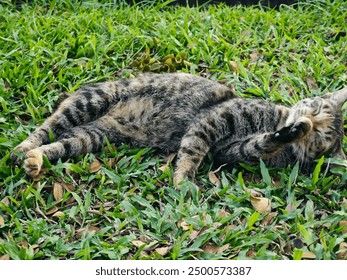 A relaxed tabby cat is lying on its side on the grass, basking in the warm sunlight. Its fur has a mix of brown, black, and gray stripes, blending harmoniously with the surrounding greenery.
 - Powered by Shutterstock