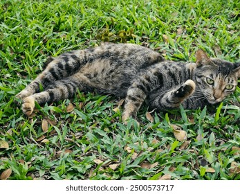 A relaxed tabby cat is lying on its side on the grass, basking in the warm sunlight. Its fur has a mix of brown, black, and gray stripes, blending harmoniously with the surrounding greenery. - Powered by Shutterstock