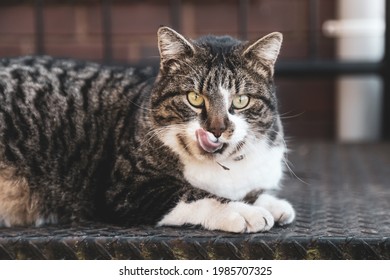 Relaxed Tabby Cat Sitting On Metal Stairs Licking Lips. Close Up Portrait Image. 