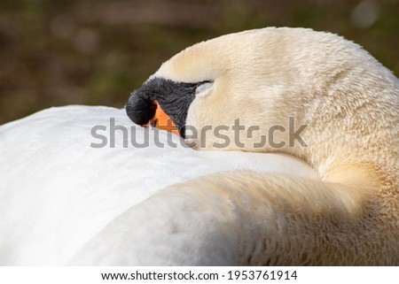 Relaxed white swan sleeping and resting after grooming its white feathers with the orange beak and black hump of the cygnus in a park as isolated peaceful scenery in an urban park for water birds