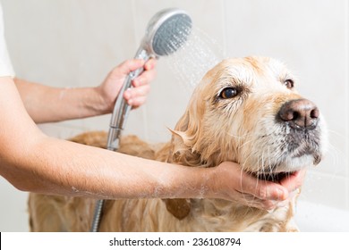 Relaxing bath foam to a Golden Retriever dog