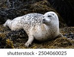 Relaxing Common Seal Or Harbor Seal (Phoca Vitulina) At The Atlantic Coast Of The Isle Of Skye Near Dunvegan In Scotland, UK