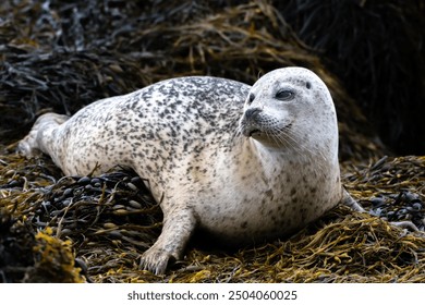 Relaxing Common Seal Or Harbor Seal (Phoca Vitulina) At The Atlantic Coast Of The Isle Of Skye Near Dunvegan In Scotland, UK