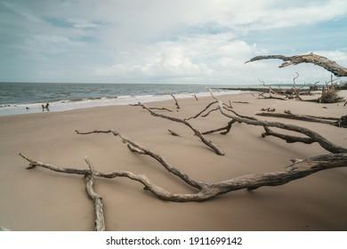 Relaxing Driftwood On Florida Beach