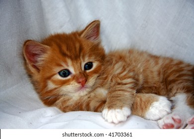 Relaxing Ginger Kitten