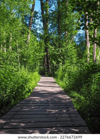 a relaxing green landscape to relax, with many green plants and trees and a lake, over the lake is a small wooden bridge for walking, in summer with sunshine