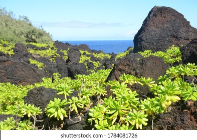 Relaxing Holiday In Maui Island