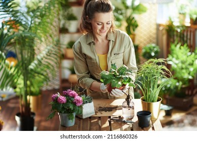Relaxing home gardening. smiling young housewife in white rubber gloves with potted plant do gardening in the modern house in sunny day. - Shutterstock ID 2116860326