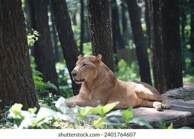 Relaxing lioness resting on tree trunk in nature reserve - Powered by Shutterstock