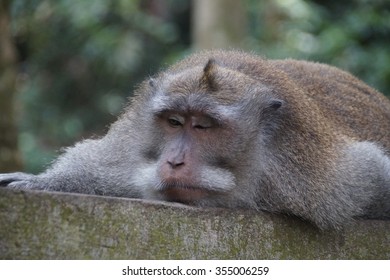 Relaxing monkey