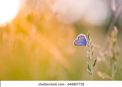Relaxing Nature Meadow With Sun Rays And Beautiful Butterfly