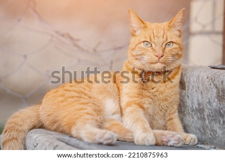 Relaxing orange cat with red leather collar keeps eye on territory. Striped pet with green eyes lies and squints on stone porch against blurred background