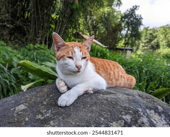 A relaxing orange and white tabby cat resting on a stone, surrounded by wild plants and bamboo with a soft bokeh background - Powered by Shutterstock