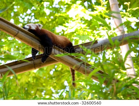 Relaxing red panda in a forest