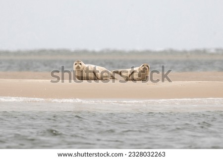 Relaxing seals at the Razende Bol sandbank in front of Texel
