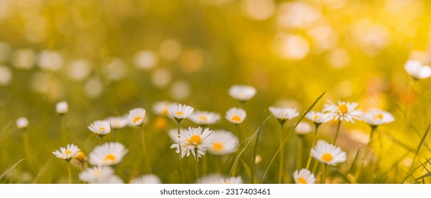Relaxing soft focus sunset field landscape of yellow flowers grass meadow warm golden hour sunset sunrise. Tranquil spring summer nature closeup and blurred forest background. Idyllic floral bloom - Powered by Shutterstock
