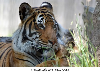 Relaxing Tiger