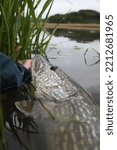 Release of a nice northern pike in a small weedy pond. Catch and release fishing, Sweden.