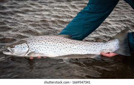 Releasing the big sea trout