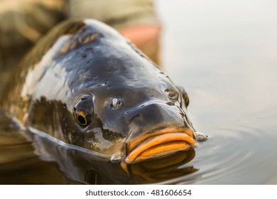 Releasing A Mirror Carp