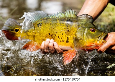 Exotic Peacock Bass Stock Photo (Edit Now) 1169632927