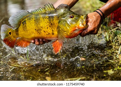 Releasing Peacock Bass Stock Photo 1175459740 | Shutterstock