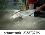 Releasing a zander (Sander lucioperca) in the high floods of the river Danube