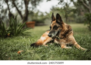 A reliable, vigilant guard in the yard - a strict German shepherd on the lawn guarding the territory - Powered by Shutterstock