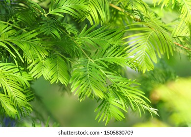 Relic Tree Metasequoia Glyptostroboides Green Branch Stock Photo ...