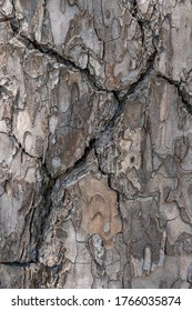 Relief texture or background of bark of Pine tree