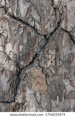 Relief texture or background of bark of Pine tree